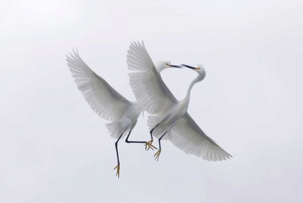 FL, Two snowy egrets with outstretched wings